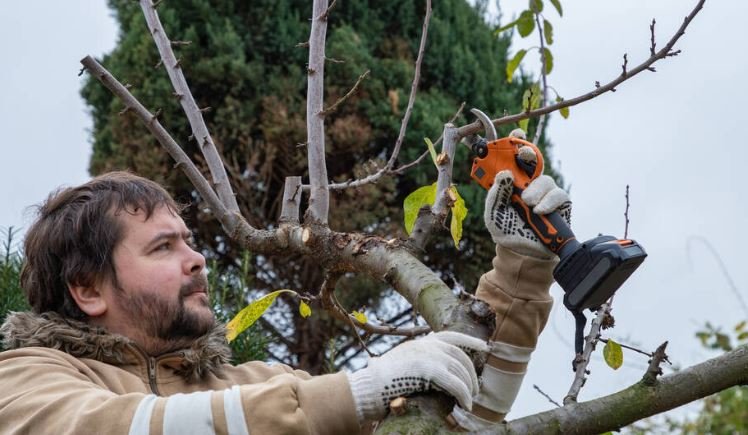 How to Choose the Right Electric Pruning Shears?: Male gardener prune fruit tree using battery powered pruning shears, secateurs
