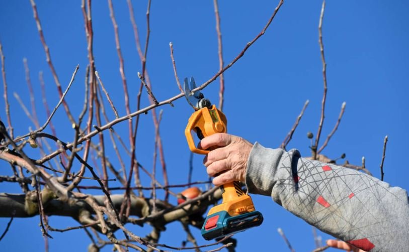 Pruning apple tree with electric secateurs