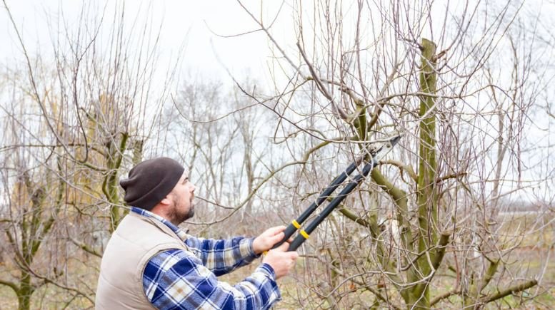 Gardening loppers