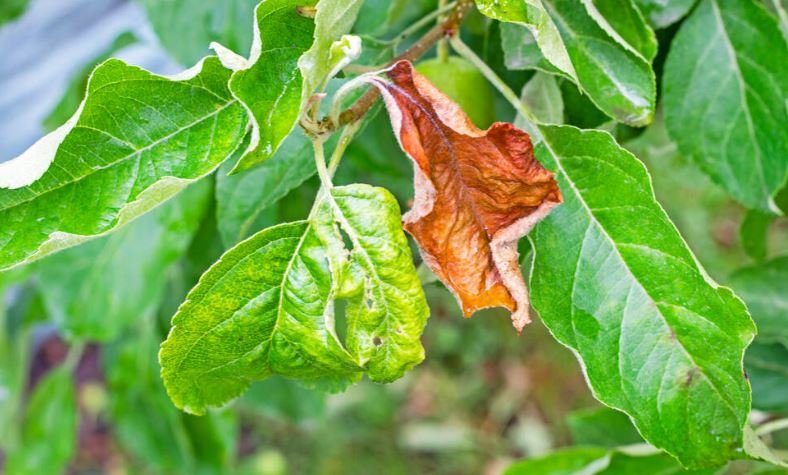 Gardening pests and diseases