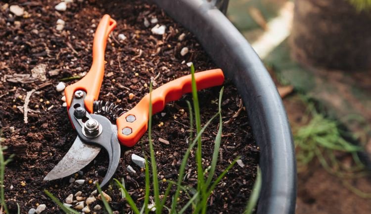 Pruning sheras spring action