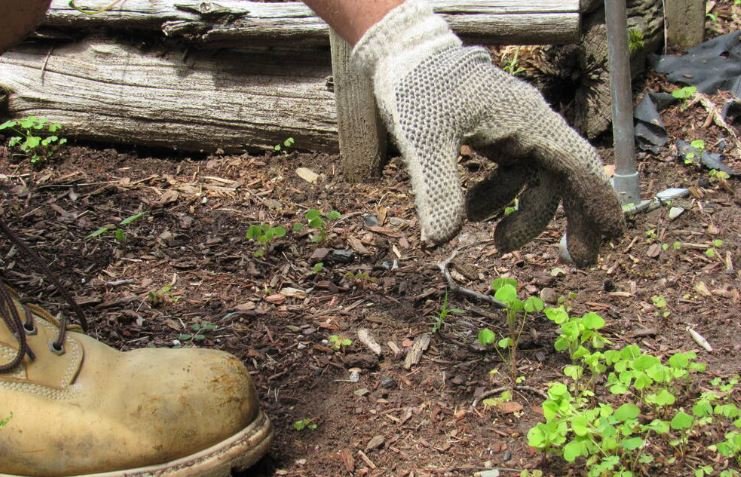 Gardening gloves