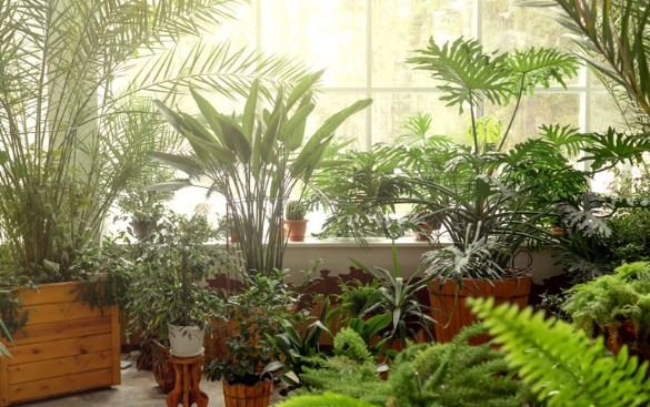 Plants or arthritis