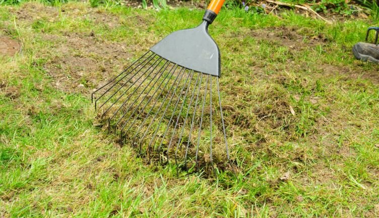 Dethatching
