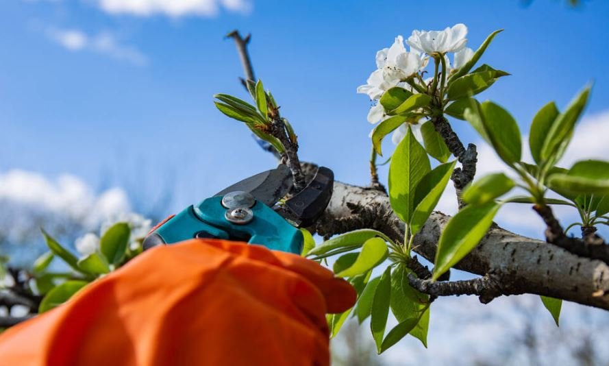 A gardener in a protective orange rubber glove on sunny spring day cuts off with a sharp powerful pruner an extra branches of a young fruit tree. There are green leaves and white flowers on a tree