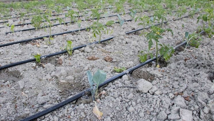 Drip irrigation system